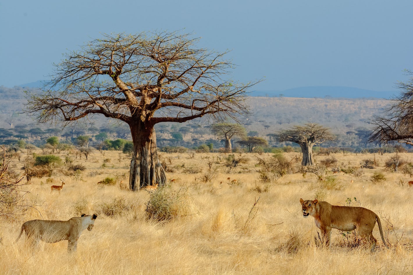7 Days Luxury Tanzania Safari