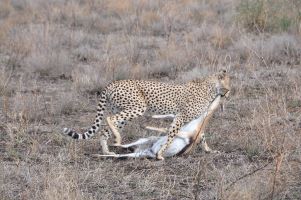 5 - Day Safari Serengeti , Ngorongoro and Tarangire Midrange accommodation