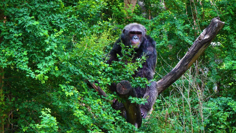 3-Day Gombe Stream Chimpazee Trekking Fly-In Safari from Zanzibar Private Tour