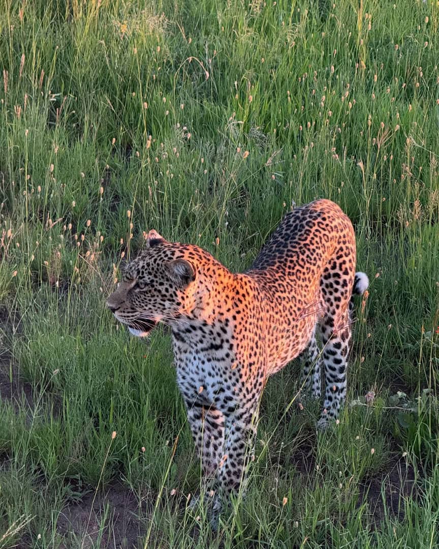 5 Days Wildlife Safari