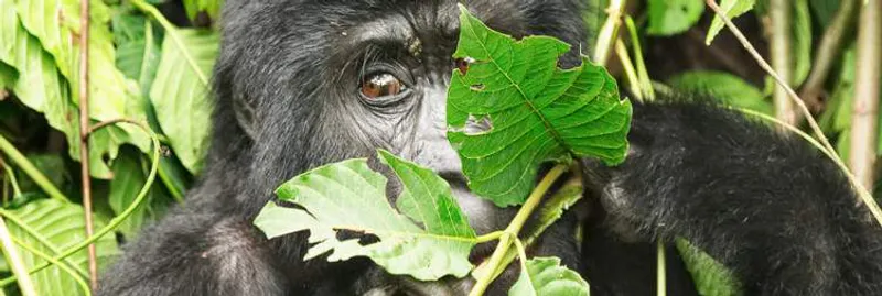 6 Day Super Luxury Gorilla Safari In Uganda
