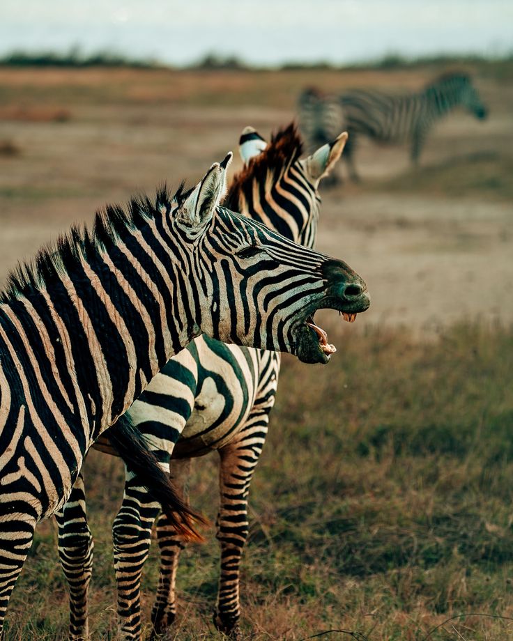 9 - Day Wildebeest Migration Ndutu Calving Safari
