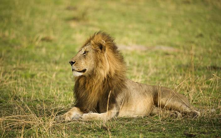 5-Day Luxury Safari with Two Nights Serengeti - Private
