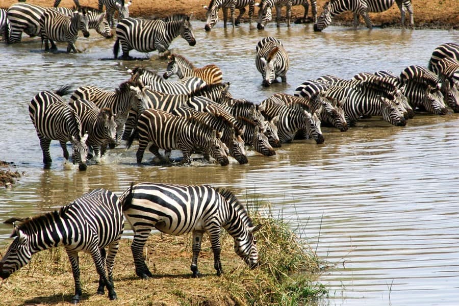 3-Day The Luxury Tarangire, Ngorongoro & Lake Manyara NP