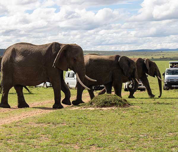 4-Day Lake Naivasha & Masai Mara Wildlife Safari
