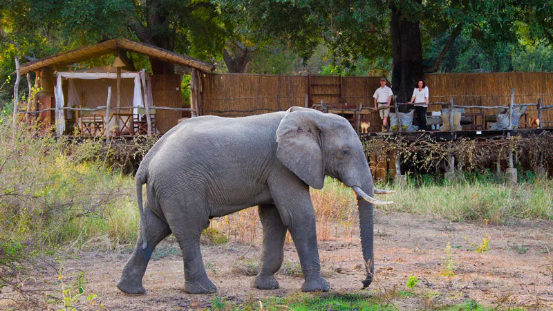 7 Days Best of South Luangwa and Victoria Falls Safari – Zambia