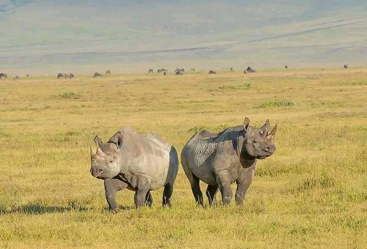 6 Days Masai Mara, Lake Nakuru & Amboseli Safari