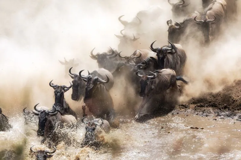 7 Days Great Migration Safari