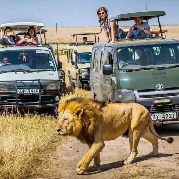 4 Days Masai Mara & Lake Nakuru Group Safari – Budget-Friendly Wildlife Experience