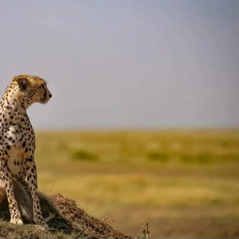 7-Day Multi-Dimensional Mid Range Safari