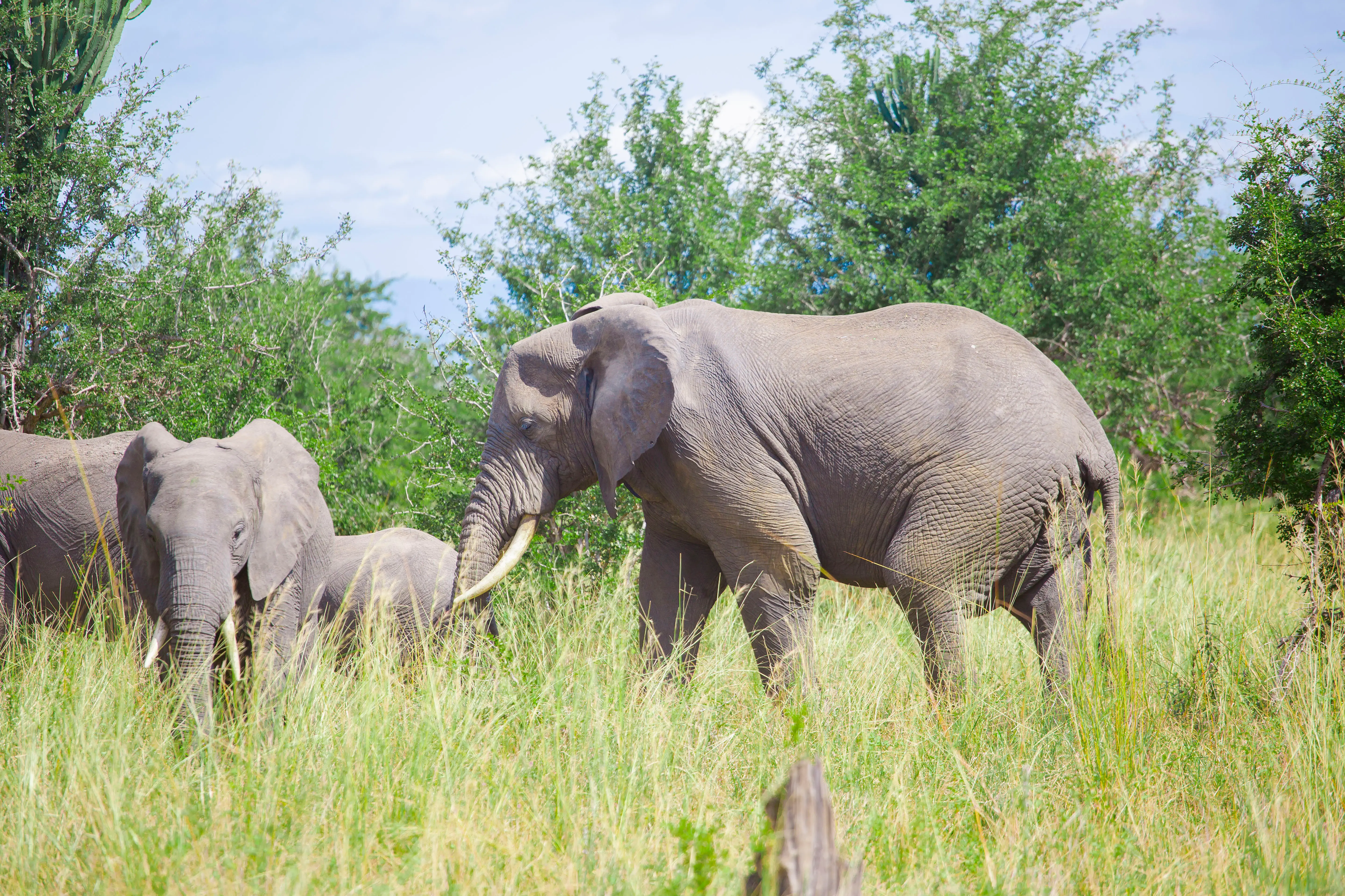 6-Day Signature Luxury Tanzania Safari – Tarangire, Serengeti & Ngorongoro