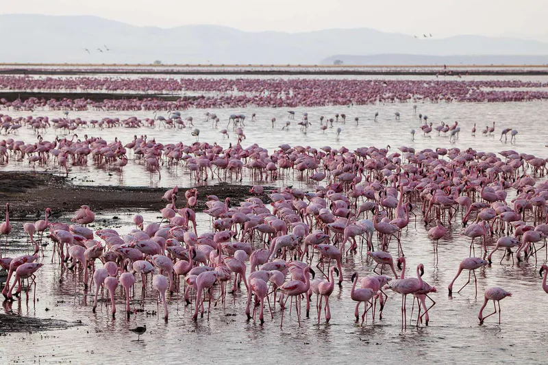 Great Migration & Big Five Safari – 9 Days Kenya & Tanzania