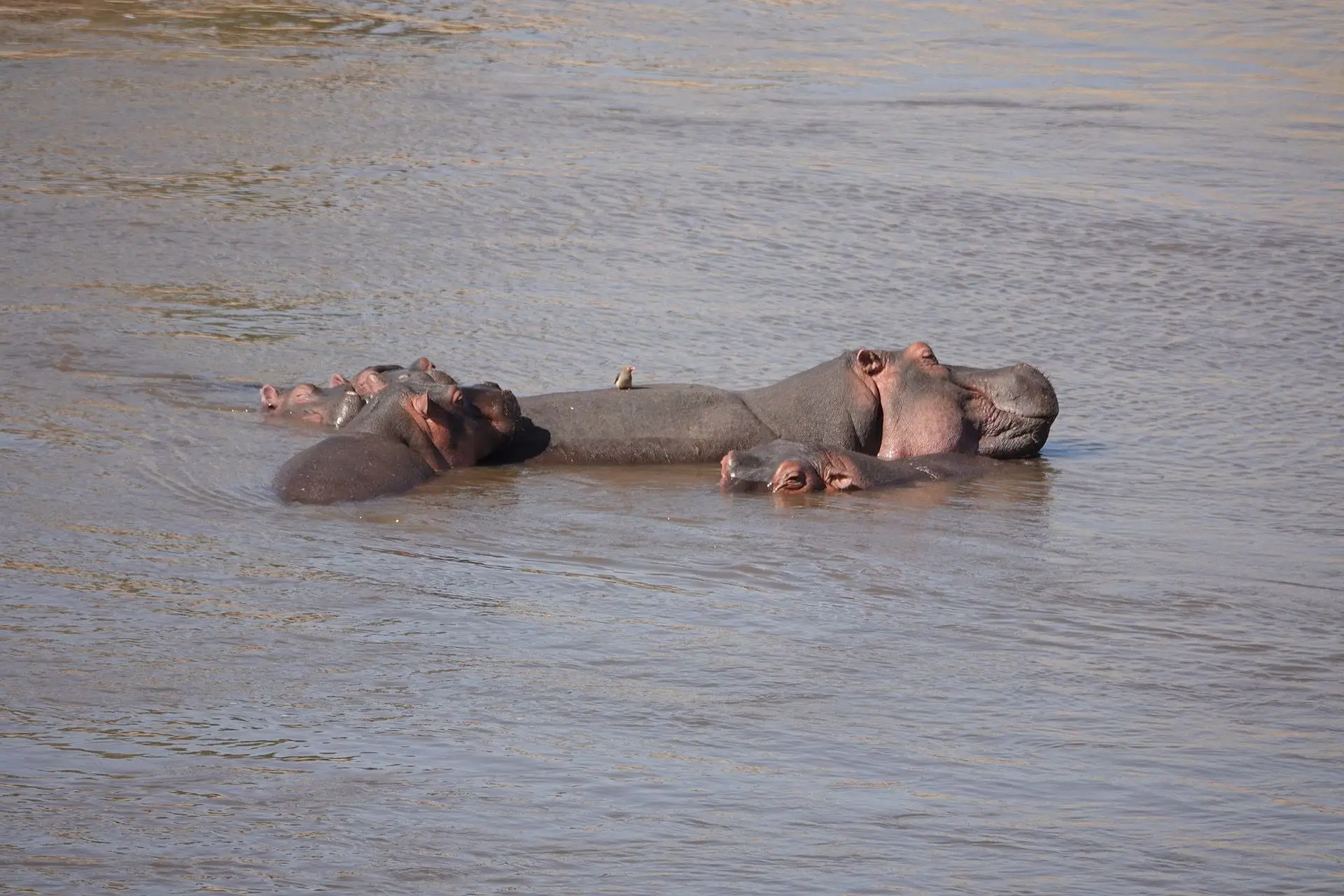 7-Day Calving Season and Cultural Safari