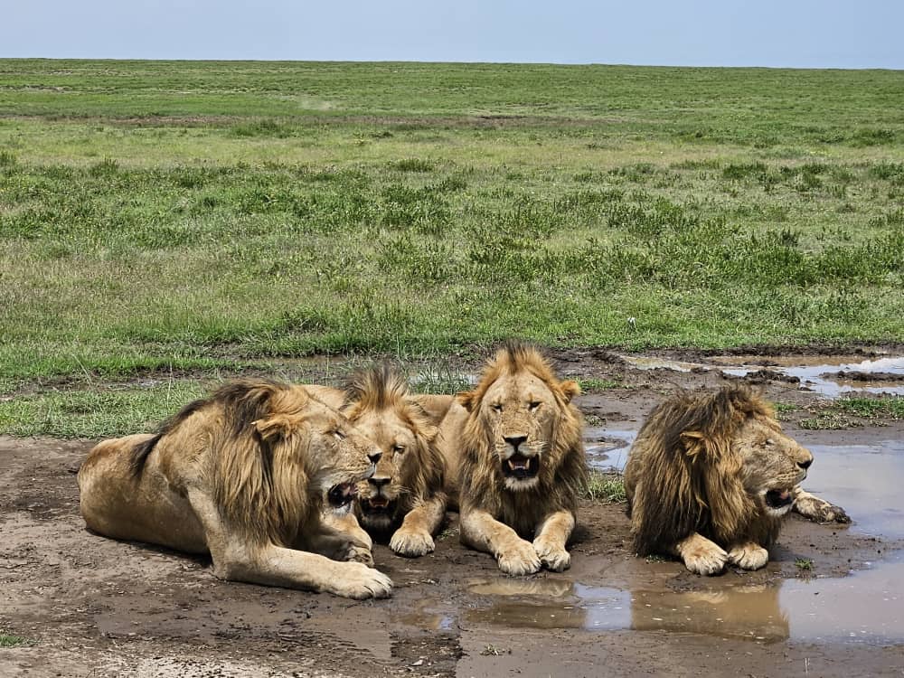 7 Days Safari in Tanzania