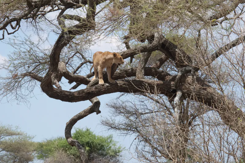 2- Day Tanzania short safari