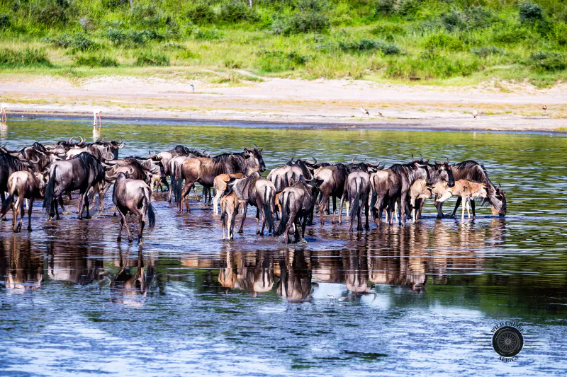 6-Day Fly in Adventure Zanzibar to Serengeti