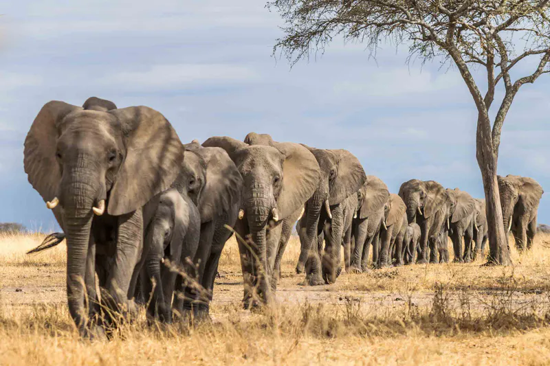 Tarangire National Park day trip