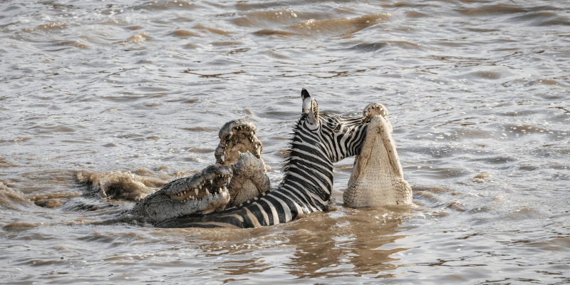 3-Day Fly in and out for a Luxurious Serengeti Adventure
