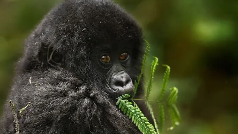 3-day Rwanda Gorilla Trekking Safari