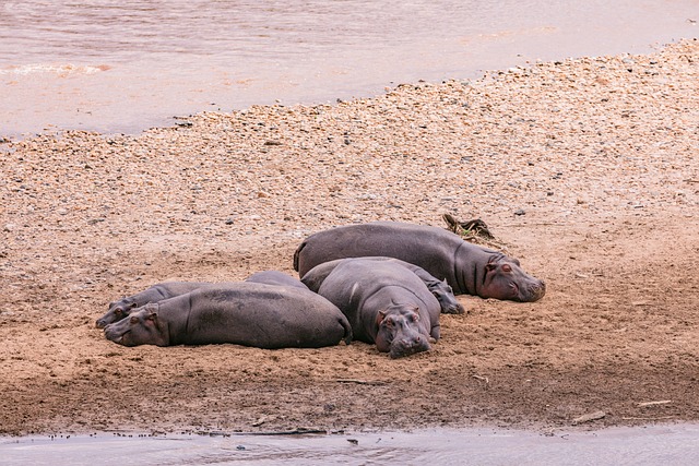 6-Day Adventurous Safari Exploring The Wonders Of Amboseli and The Great Maasai Mara
