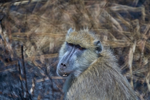 Wildlife on a Budget: Explore Tarangire & Ngorongoro in 2- Days