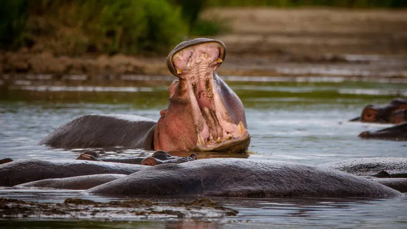 10 Day - Serengeti Wildbeest Migration - Midrange