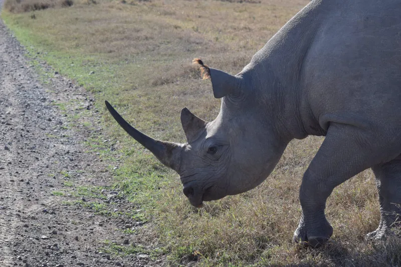 10 Days North and Rift ValIey Adventure: Aberdare- Samburue - Lake Nakuru - Masai Mara - Lake Naivasha - Amboseli