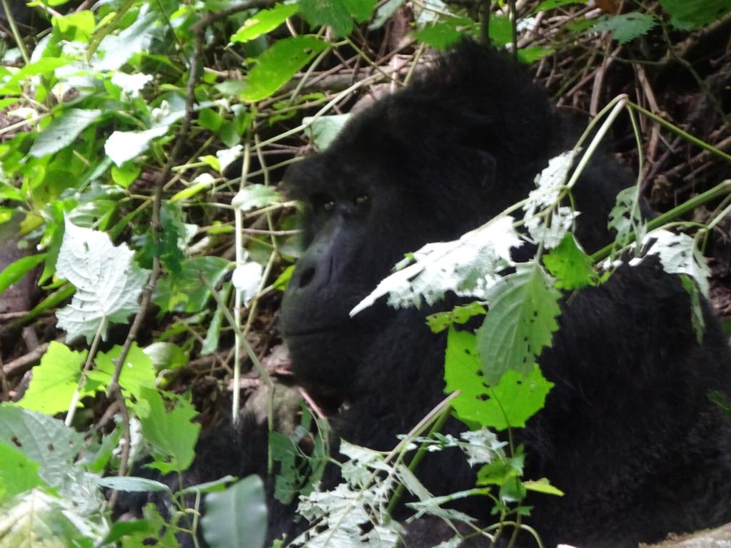 3-DAY GORILLA LUXURY SPECIAL - The Shuttle Hospitality - Safarigo