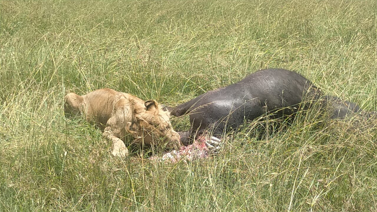 15 Days Traversing Kenya Safari: Samburu - Olpejeta - Aberdare - Lake Nakuru - Masai Mara - Lake Naivasha- Amboseli - Tsavo - Diani