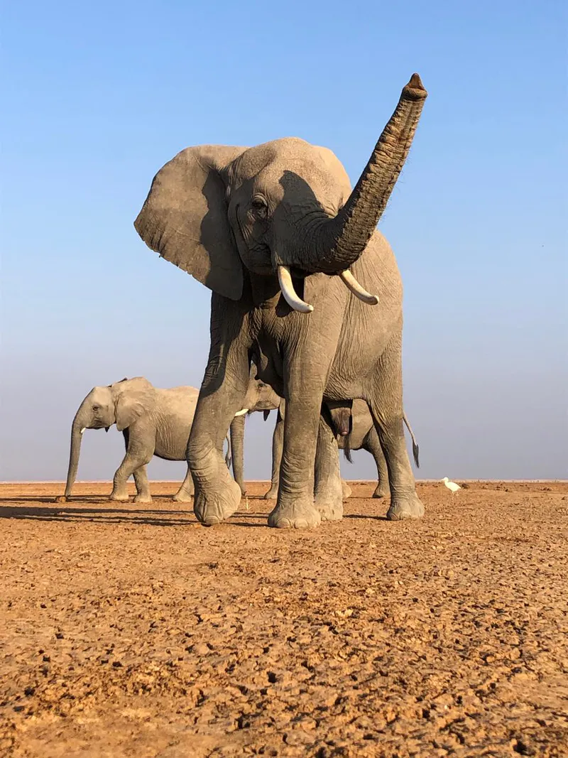 7-Days Amboseli, Naivasha, Nakuru and Masai Mara Luxury Safari