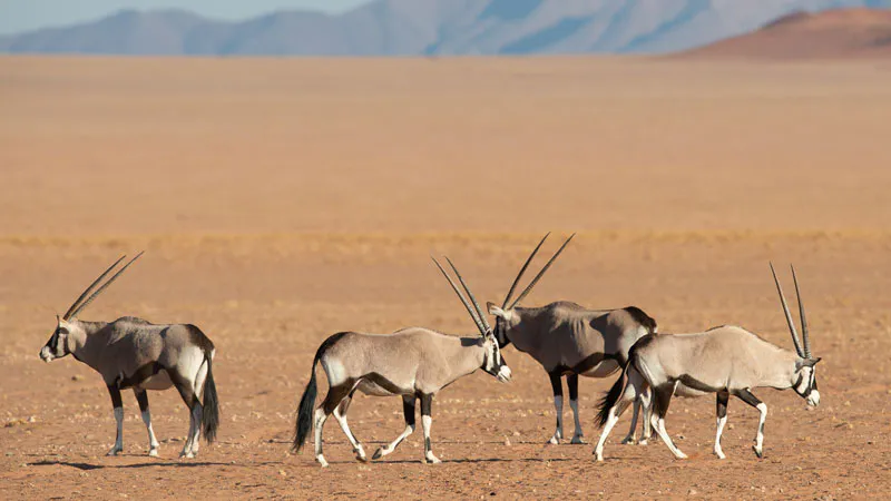10-Day Namibia Private Guided Explore