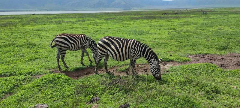 10-Day Tanzania Ideal Family Safari & Zanzibar