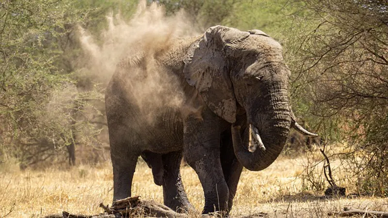 5-Day Tanzania Camping Safari to Serengeti National Park