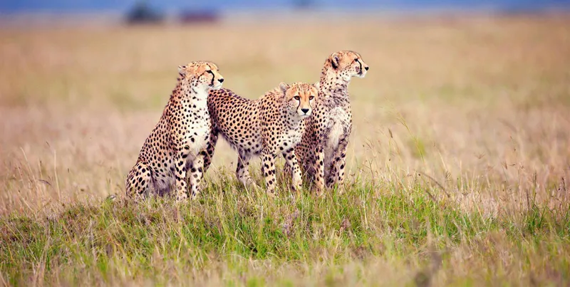 3- Day Tanzania Tour Package