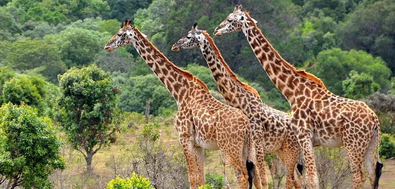 3-Day Best of Tarangire, Ngorongoro &Lake Manyara Safari