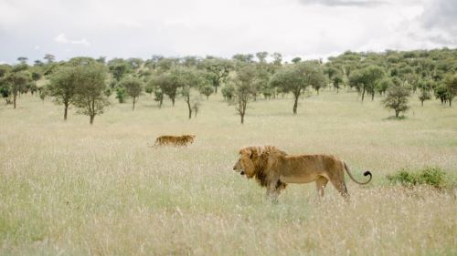 8-Day The Ultimate Safari: Explore the Great Migration
