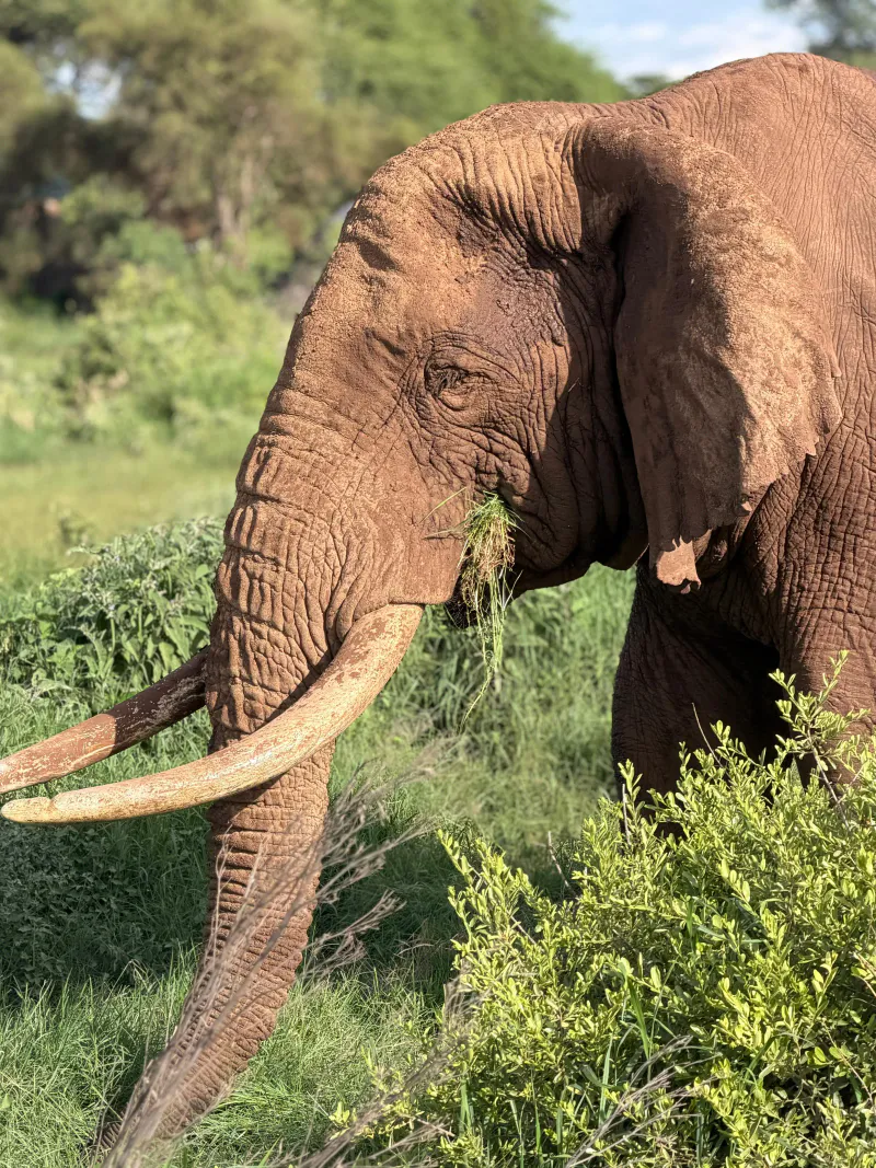 5 Days Good Reviews Safari