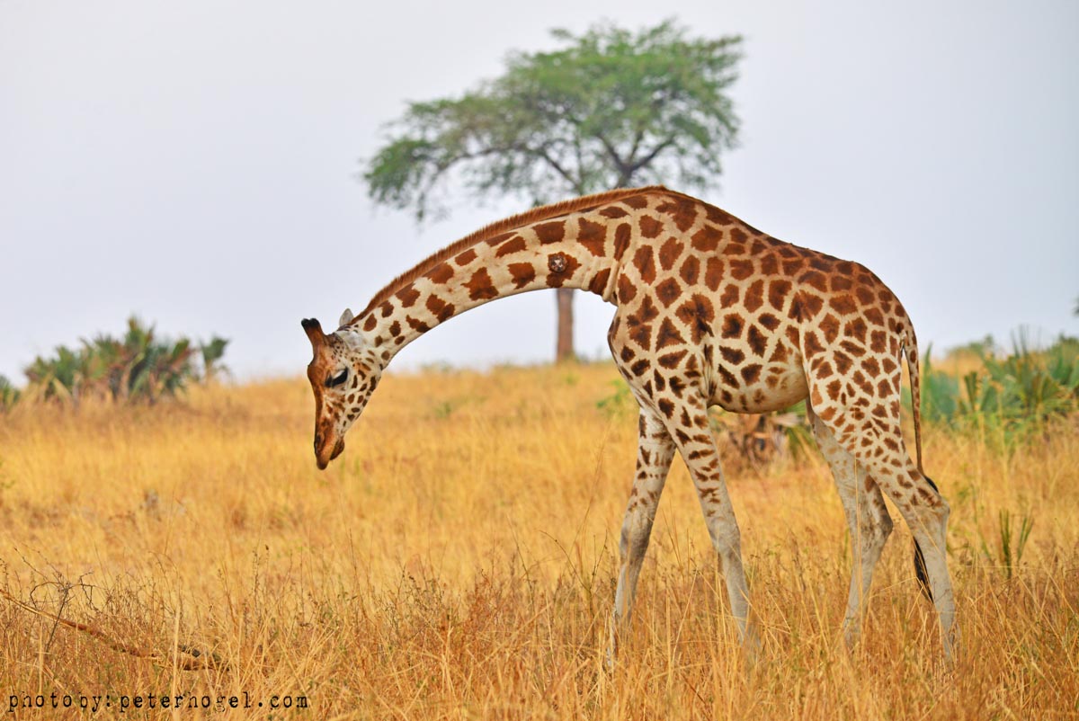 10-Day Uganda Best Safari Tour