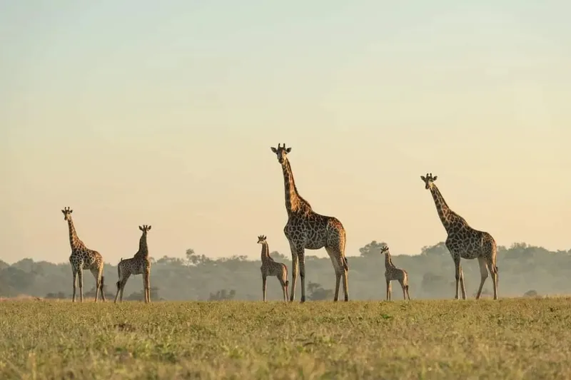 3-Day Tarangire Np, Lake Manyara Game Drive