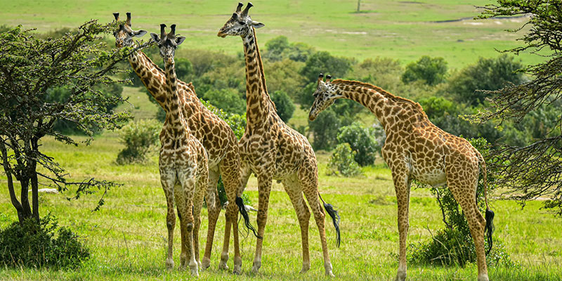 Serengeti Luxury Safari: 3 Days Fly-in, Fly-out from Zanzibar