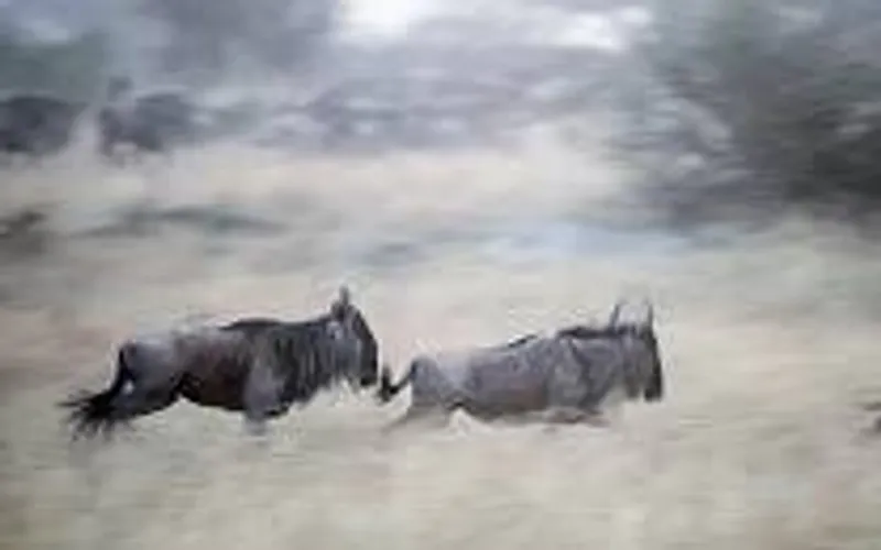 5-Day Fly -in and Fly- out Safari Adventure