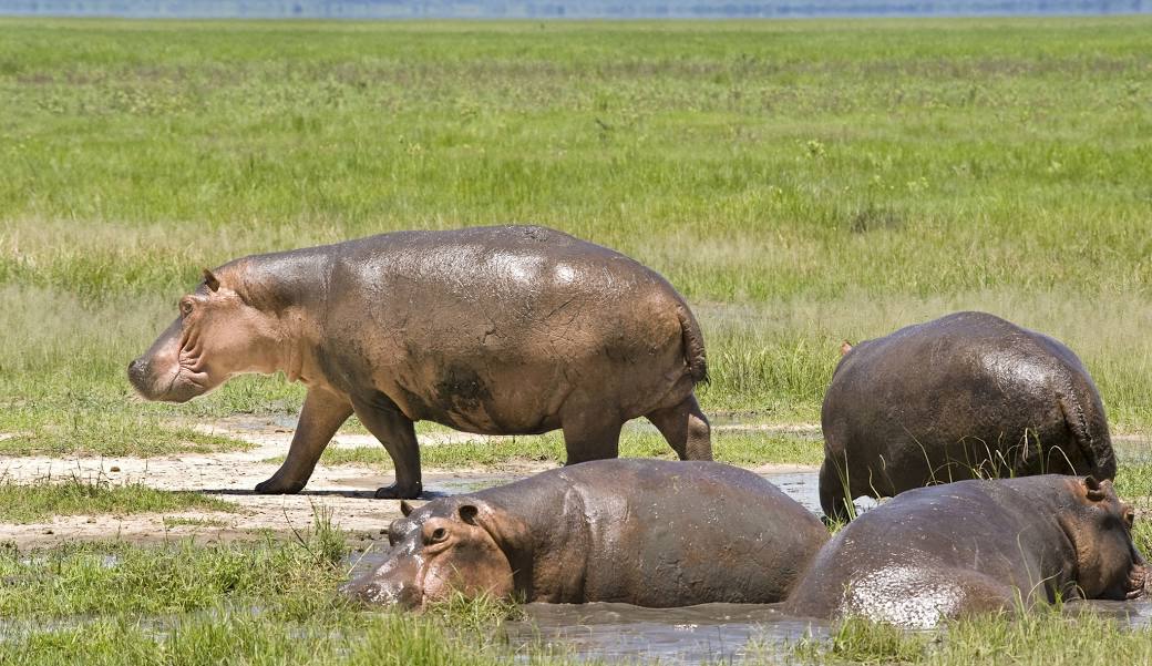 4-Day Classic Mid-Range Tanzania Safari: Tarangire, Ngorongoro & Lake Manyara