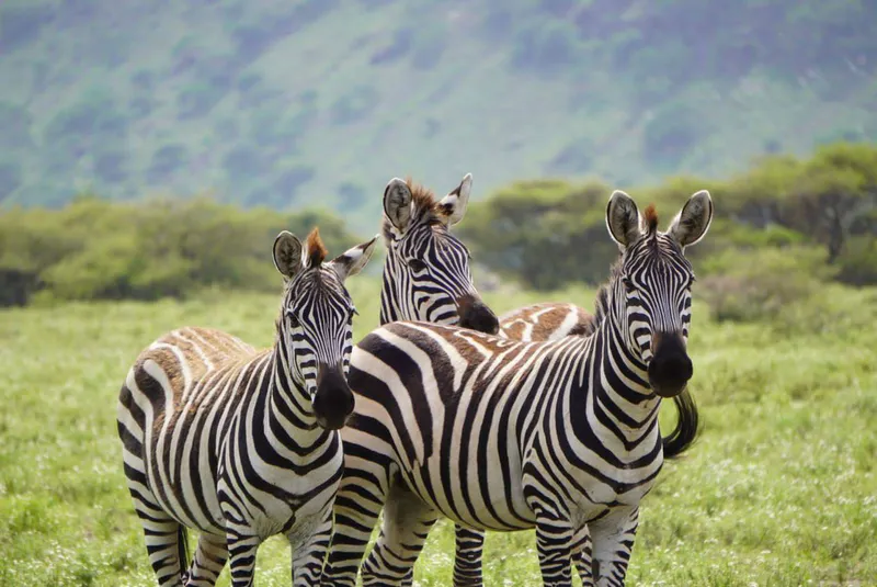 1 day walking safari to arusha national park
