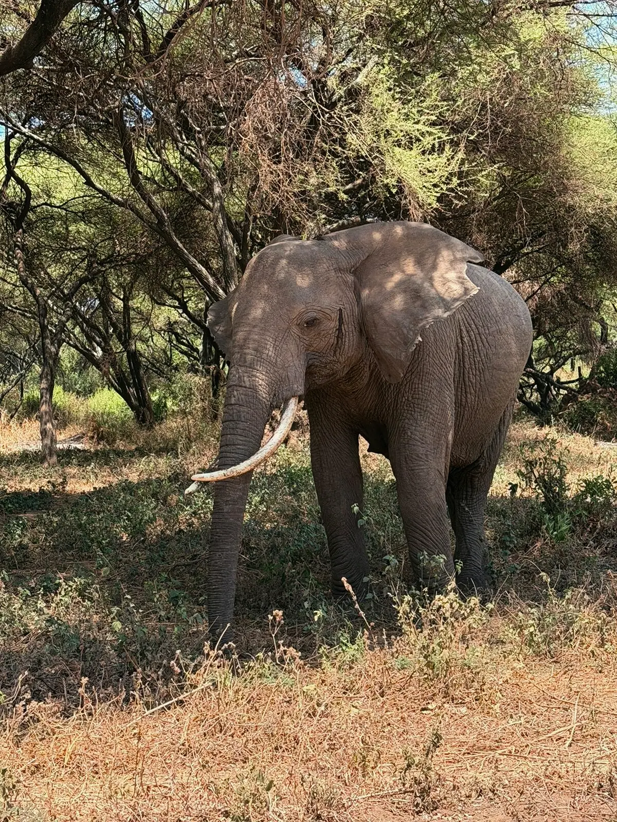 4 Days Mid-range Safari to Tarangire, Serengeti and Ngorongoro Crater