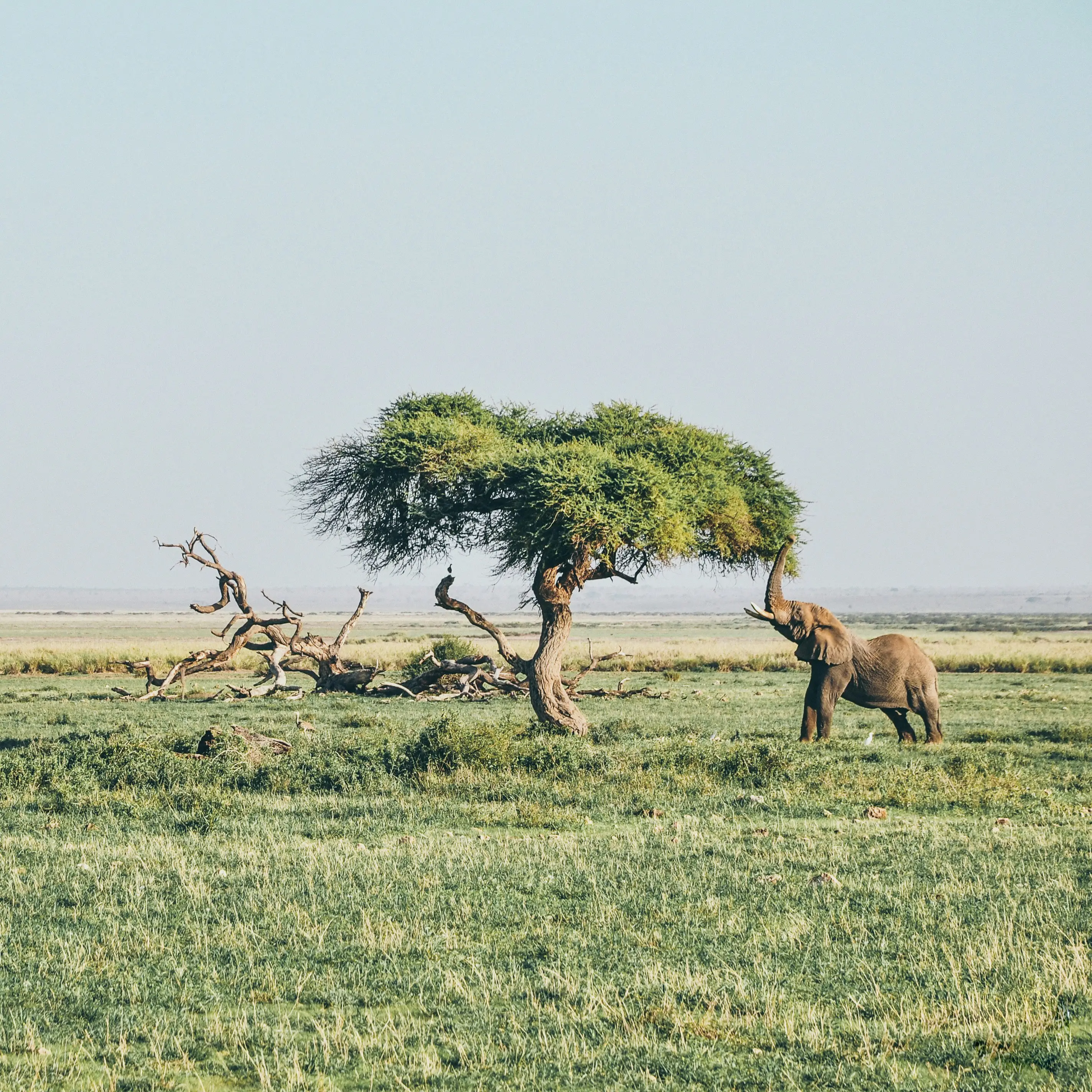 6-Day: Kenya Safari & Beach Holiday