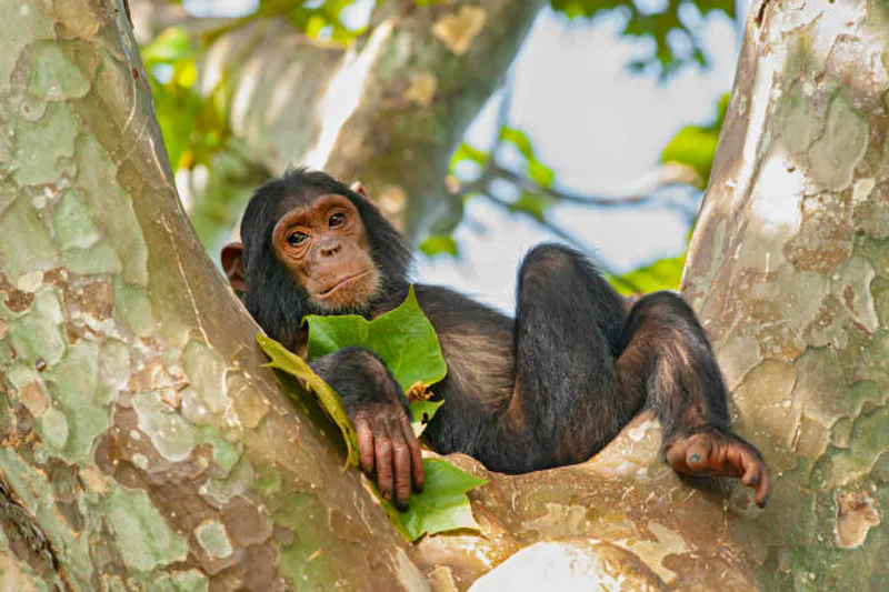 3 Days - Chimpanzee Trekking - Gombe National Park