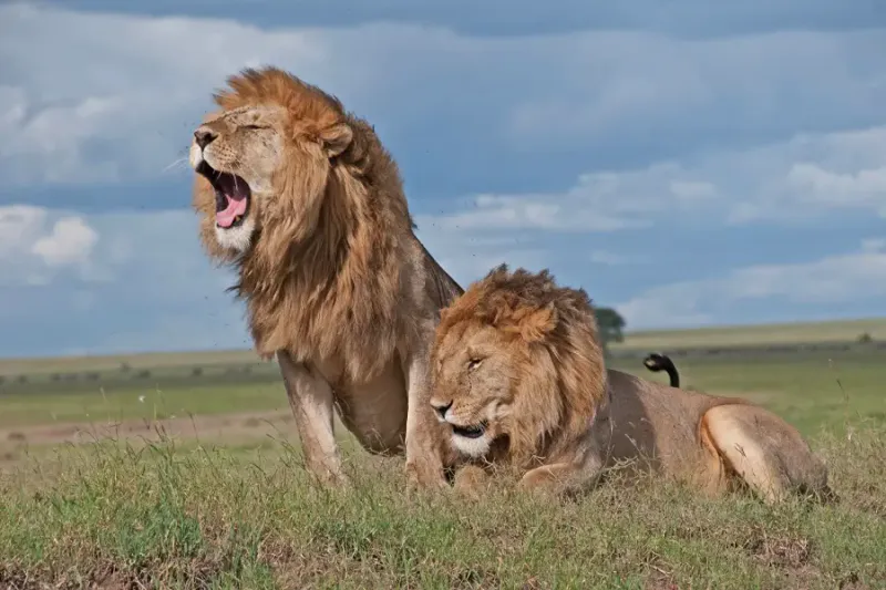 6 Days Masai Mara, Lake Nakuru & Amboseli Safari – Sopa Lodges Experience