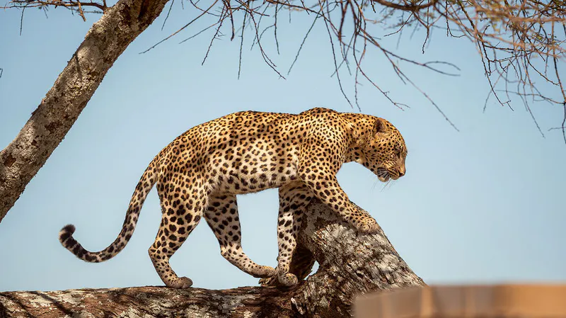 5 Day Luxury Best of Tanzania Safari