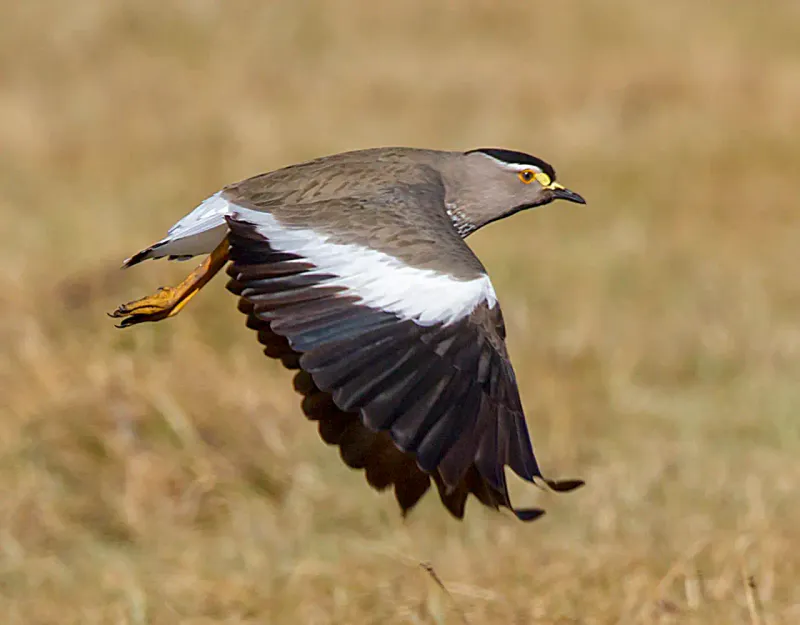 4-Day Ethiopian Birdwatching Tour