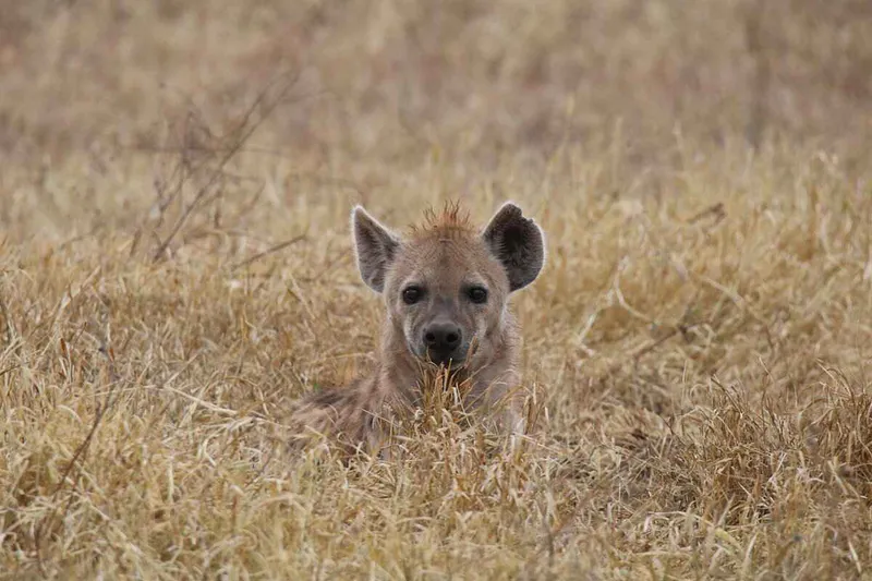 15-Day Top Luxury African Safari Tanzania & Zanzibar